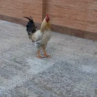 دو عدد خروس محلی چهل تاج
