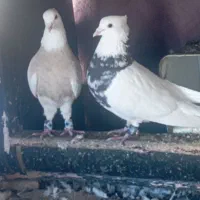 کبوتر طوقی فروشی