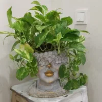 پتوس به همراه گلدان چهره