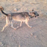 سگ سرابی|سگ|اهر, |دیوار