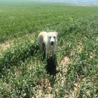 سگ ماده گوسفندی درجه یک