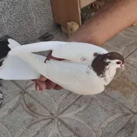 کفتر مفت