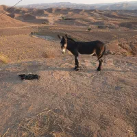 فروش الاغ