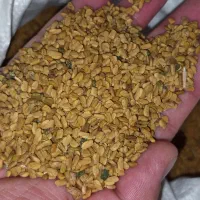 بذر شنبلیله