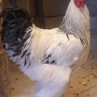 گله مرغ و خروس برهما