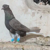 جفت دمسفید نرو ماده