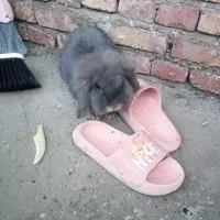 خرگوش خانگی|موش و خرگوش|پلدشت, |دیوار