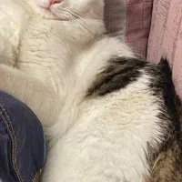 واگذاری گربه نر