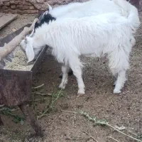 س عدد کهره نر