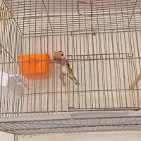 سیره|پرنده|سوسنگرد, |دیوار