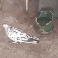 کبوتر نر|پرنده|قم, باغ کرباسی|دیوار