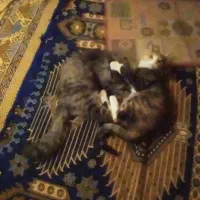دختر مون میخاد مامان بشه ومن پسر ندارم