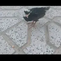 جوجه مرغ