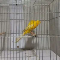 قناری رسمی بلند|پرنده|باغ بهادران, |دیوار