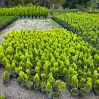 گلخانه گل درخت