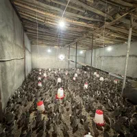 جوجه بوقلمون