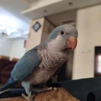 راهب ماده آبی رام و محلی