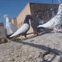 کبوترپرشی|پرنده|سبزوار, قاضی زاد|دیوار