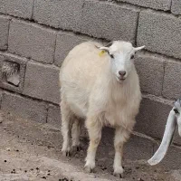 بز آبستن سر مایع