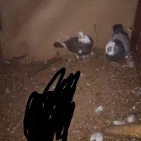 کبوتر