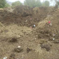 کودحیوانی