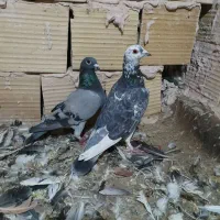 کفتر چندجفت المانی مسافتی پلاکی بی بوم ودوتا جوانه