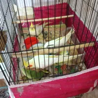 عروس هلندی|پرنده|هشتگرد, شهرک وحدت|دیوار