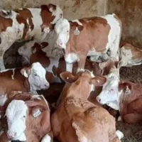 گوساله‌ی پرواری (گلستان کردکوی)