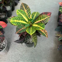 فروش تک و عمده گل کروتون در رشت