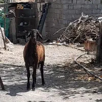 شیشک هترو اصل