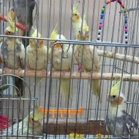 عروس هلندی|پرنده|تهران, جی|دیوار