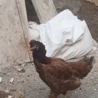 مرغ لاری