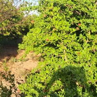 فروش-باغ-در-منطقه-دولو