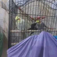 جفت عروس هلندی