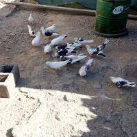 کفتر ابلق پرشی|پرنده|سیرجان, |دیوار