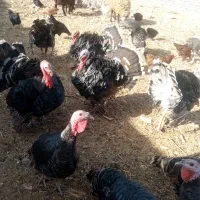 بوقلمون محلی|حیوانات مزرعه|جوین, |دیوار