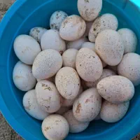 تخم بقلمون غاز