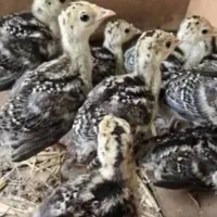 پیش فروش  جوجه بوقلمون و جوجه شاخدار