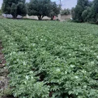 زمین-مسکونی-وباغی-وکشاورزی-دوهزار-مترمربع