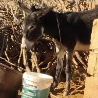 الاغ جوان و ۳ تا بزغاله|حیوانات مزرعه|کوهدشت, |دیوار