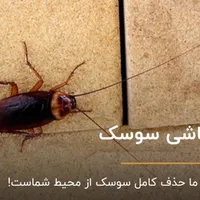 سمپاشی سوسک و حشرات موزی منزل و سوییت