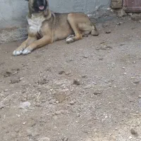 سگ پنج ساله نیش نداره