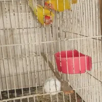 طوطی برزیلی بشرط جوجه