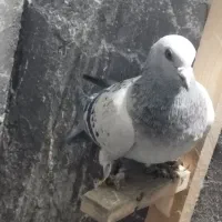 کفتر|پرنده|کرمان, |دیوار