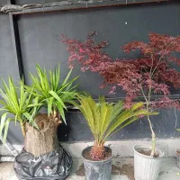 افرا ژاپنی قرمز، یوکا کهنسال،  نخل سیکاس