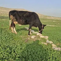 گاو هلشتاین 4ماه آبستن با تایید دامپزشک