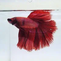 فایتر تایلندی تخصصی گرید بالا