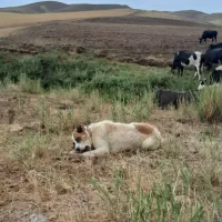 سگ گله گمشده|حیوانات|ابهر, |دیوار