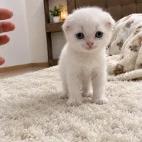 اکسکاتیش