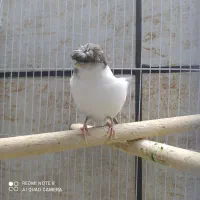 قناری گلاستر